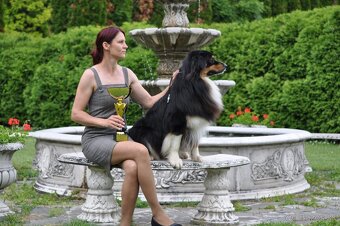 Austrálsky ovčiak / krytie - 3