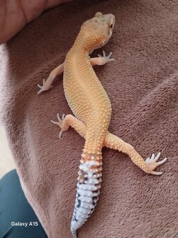 Gekončik - 3