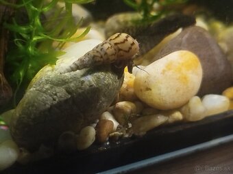 Akváriové slimáky – kotúľky + vežovka malajská - 3