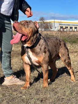 American bully xl krytie - 3