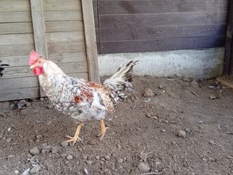 Predam kohutov . - 3