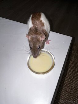 Potkan - 3