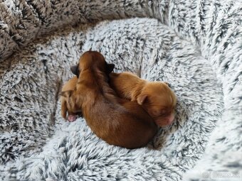 Yorkshire terrier - 3