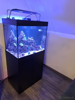 Morské akvarium predaj - 3