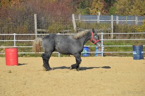 Ťažný kôň na predaj - Percheron - 3