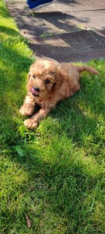 Maltipoo+maltipoo=red maltipoo - 3