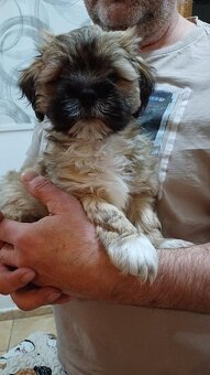 Prodám štěňátka Lhasa Apso (malé společenské plemeno) - 3