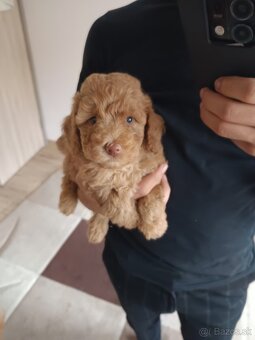 krásny špeciálny toy pudel malý chlapček - 3