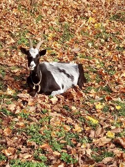 Brigáda v prirode - 3