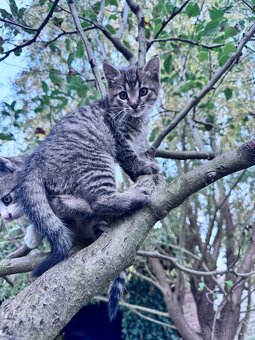 Darujem Mačiatka - 3