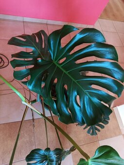 Monstera1, stálozelený izbový kvet - 3