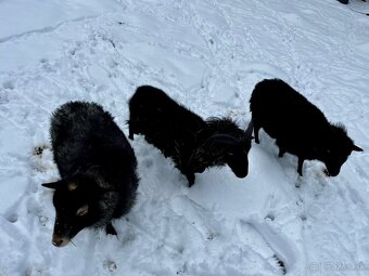 Quessantské mini ovce - 3