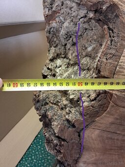 Orechovy kmen drevo - 3