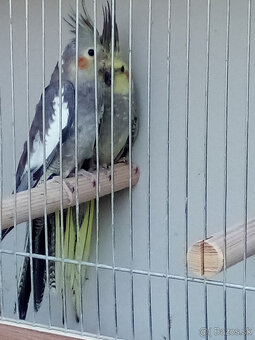 Korely -krúžkované - 3