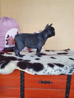 Francúzsky buldoček modrý - 3