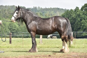 Irsky cob - 3