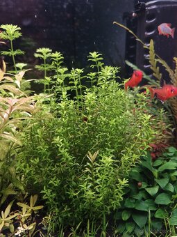 Akvariove rastliny - 3