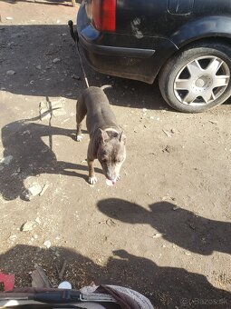 Predam americki Stafford terjer - 3