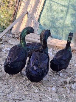 Kajuga káčer výmena alebo predaj - 3