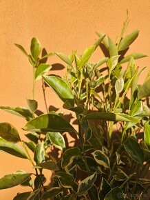 Calamondin panašovaný - Calamondin variegata - 3