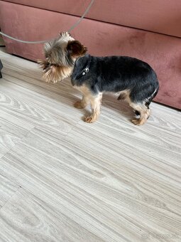 Mini Yorkhsir - 3