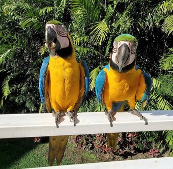 Krásne modro-zlaté ara v ponuke - 3