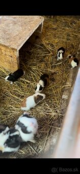 Marca morčatá, morské prasa - 3