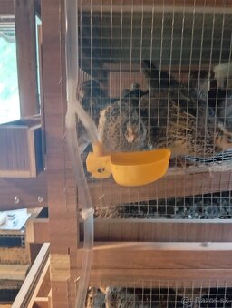 Klietka na chov prepelic - 3