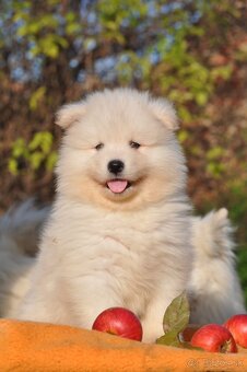 SAMOJED ŠTENIATKA S RODOKMEŇOM - 3