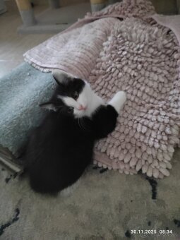 Polobritské mačiatka - 3