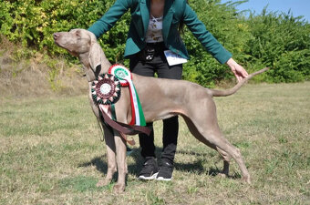 Weimarský krátkosrstý stavač - štěniatka s PP - 3