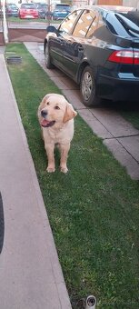 Zlatý retríver - 3