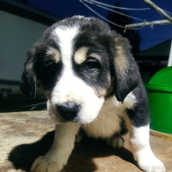 stredoázijský ovčiak - 3