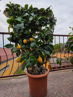 Predam krasne citronovniky... - 3
