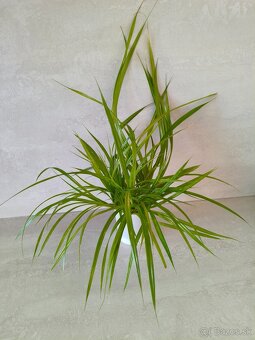 Pandanus - 3
