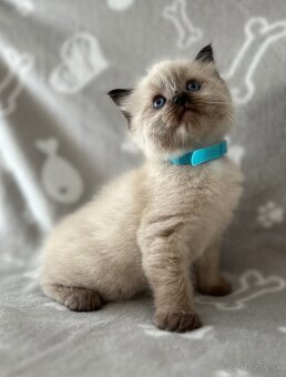 Ragdoll kocúrikovia - 3