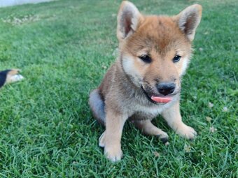 Shiba inu psýky s PP - 3
