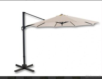 slnecnik Borneo 350cm - 3