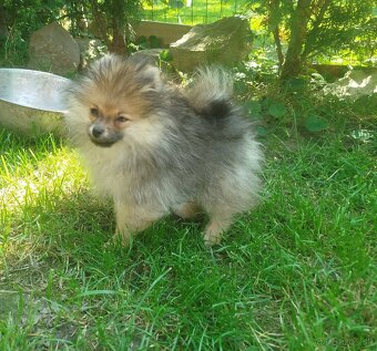 Predám fenku pomeraniana s PP FCI - 3
