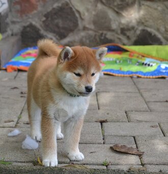 Shiba inu  s PP  /FCI / - 3