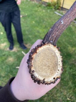 Jelenie zhody / parohy 62cm - 3