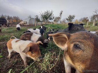 Odstavčatá na predaj - 3