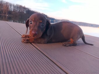 Trpasličí hladkosrstý jazvečík - 3