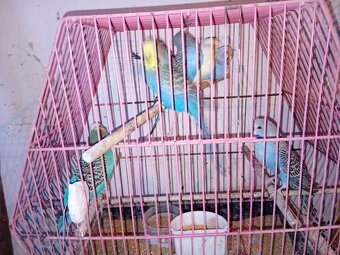 Kanariky,andulky - 3