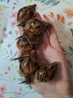 Lissachatina reticulata klasik - 3