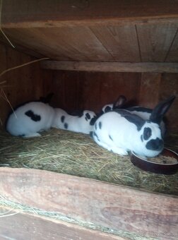 Nemecký obrovitý strakáč - 3