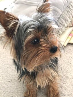 Yorkshirsky terier KRYTIE - 3