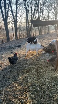 Holandska mini koza s kozliatkami (Martin) - 3