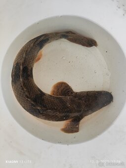 L165 albino Gibbiceps Pleco+mix - 3
