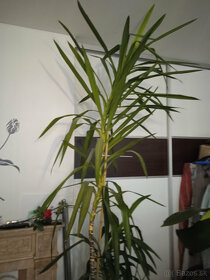 izbova rastlina, dracena vysoka 2.60 m - 3